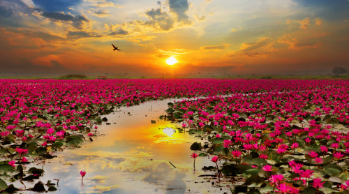 Traumdeutung: Foto: © subin_pumsom / shutterstock / #276130280